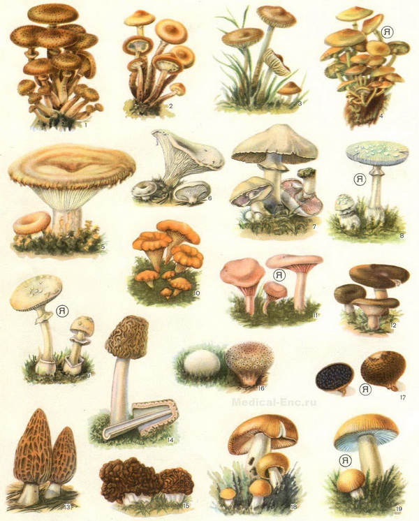 съедобные и ядовитые грибы